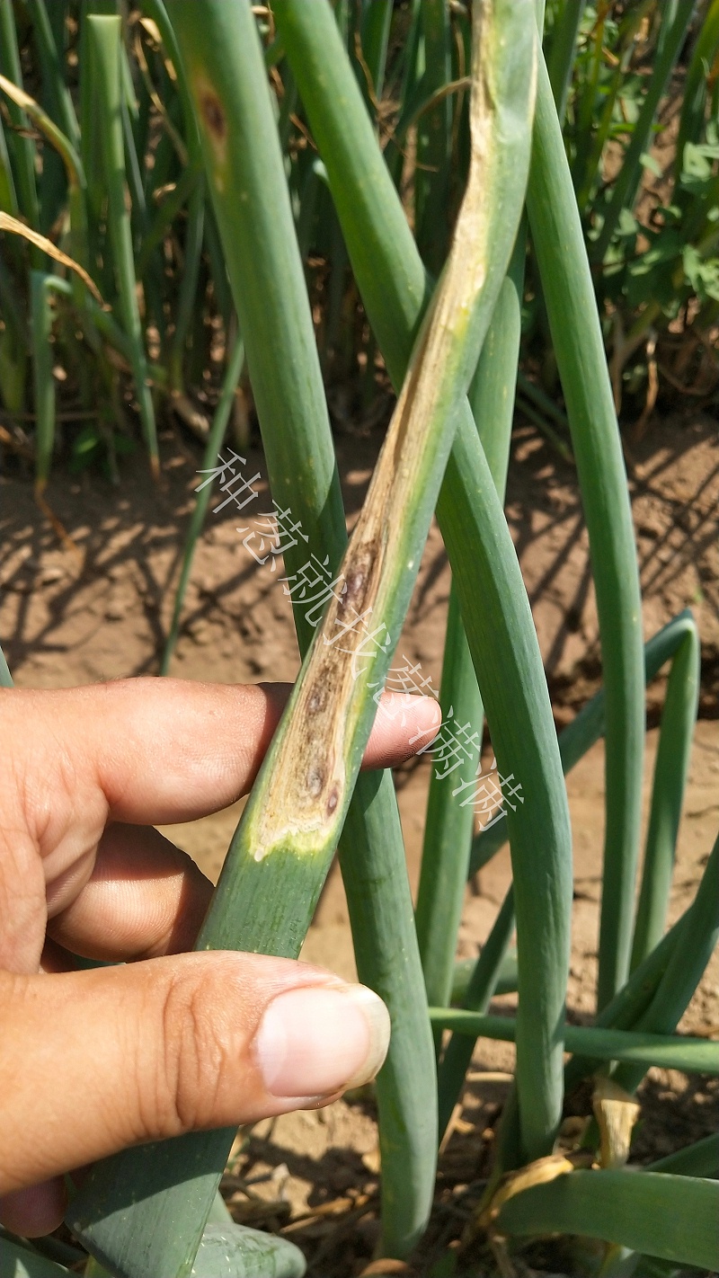 大蔥紫斑病用什么藥防治