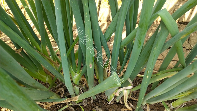 大蔥紫斑病用什么藥防治