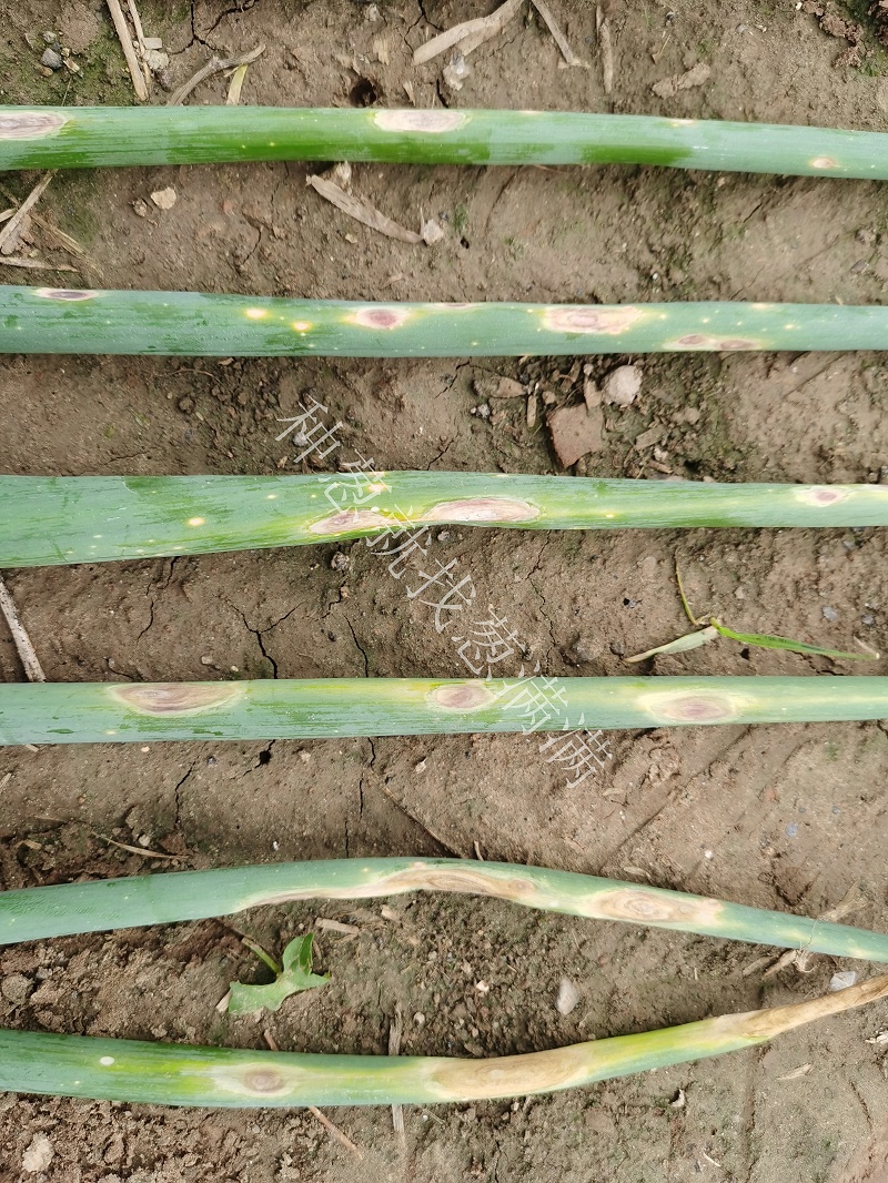 大蔥紫斑病用什么藥防治