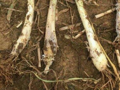 大蔥根腐病解決方案