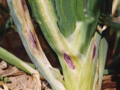 大蔥紫斑病解決方案