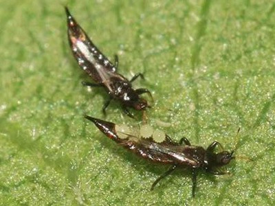 大蔥薊馬害蟲解決方案