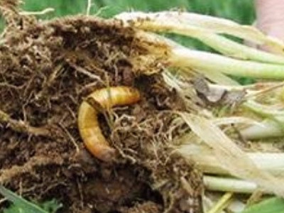 大蔥地下害蟲解決方案