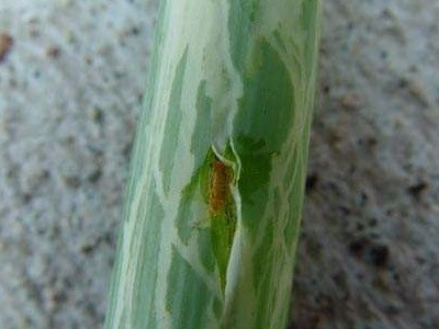 大蔥斑潛蠅解決方案