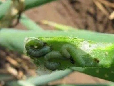 大蔥甜菜夜娥解決方案