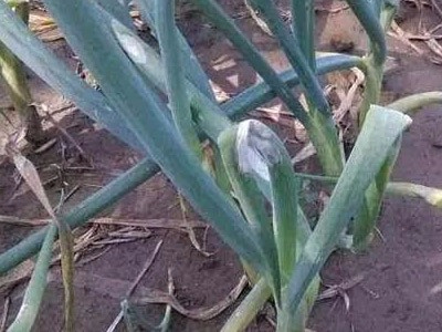 大蔥病毒病解決方案