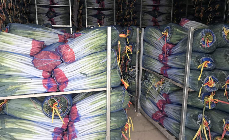 新疆伊犁美白二號