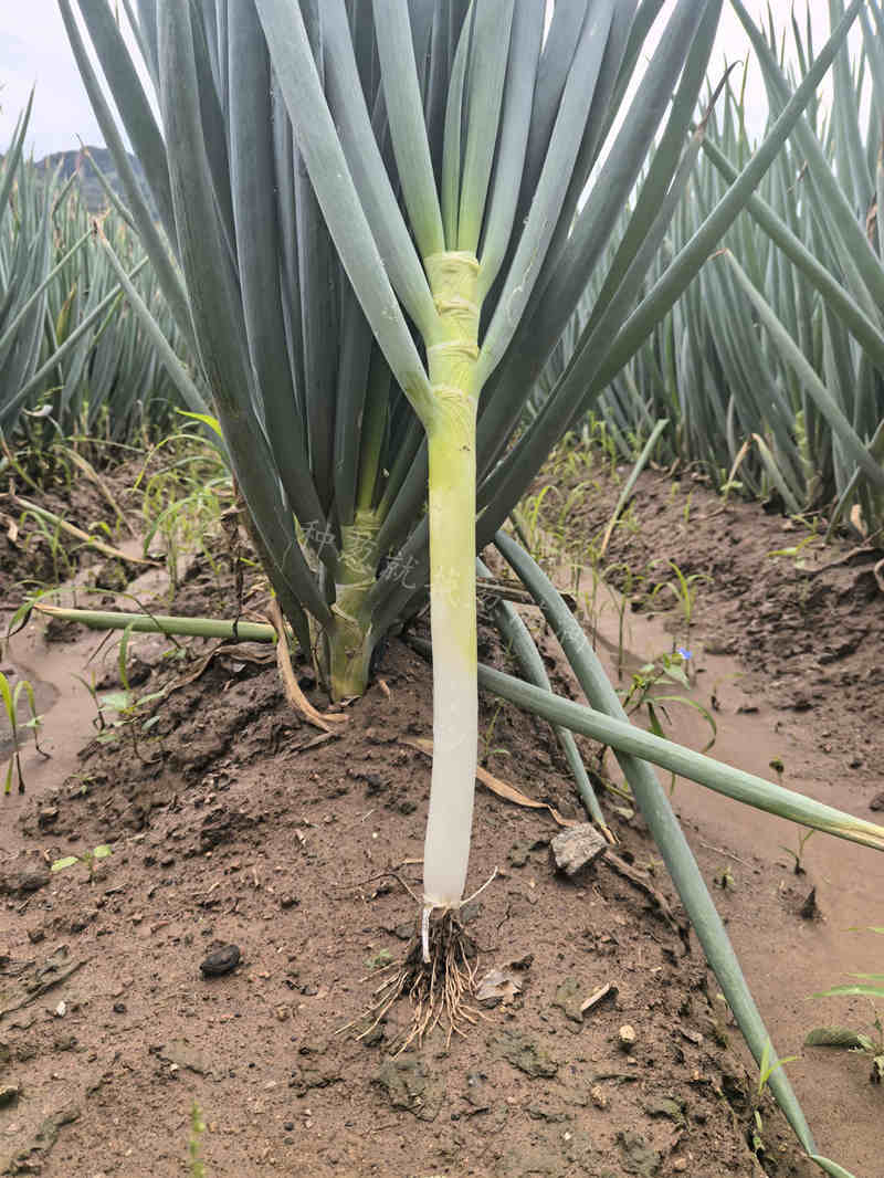 美白二號河北表現