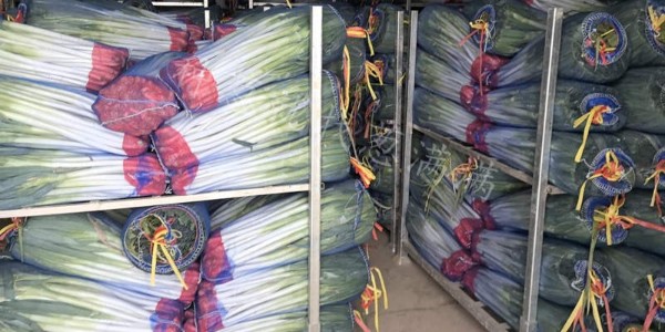 大蔥品種：美白二號在新疆地區的種植表現