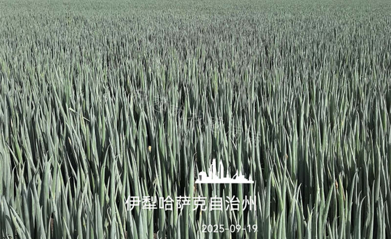 新疆伊犁美白二號實拍