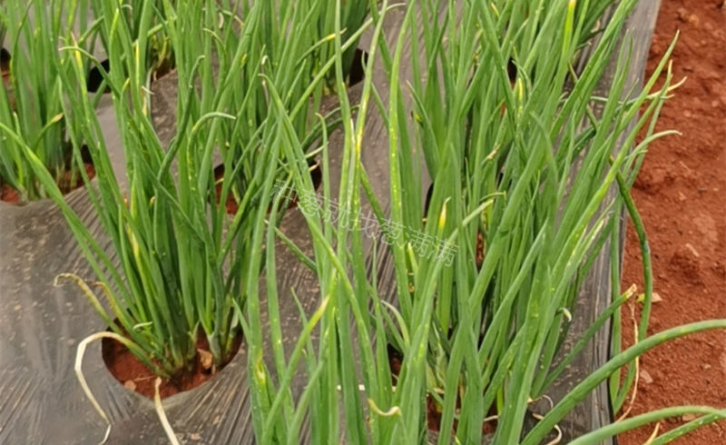 香蔥病害實(shí)拍