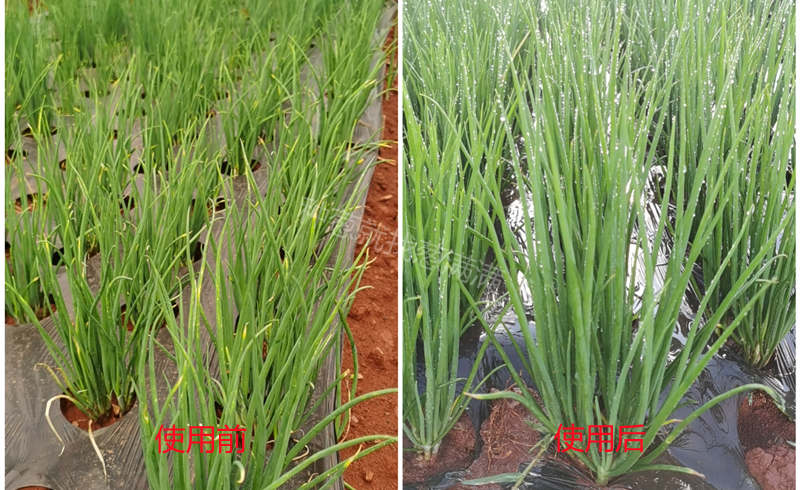 蔥滿滿服務(wù)案例病害對(duì)比