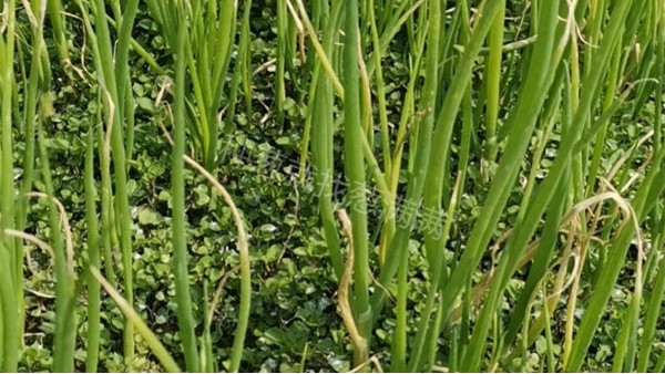 貴州遵義大蔥苗床藥害解決合作案例