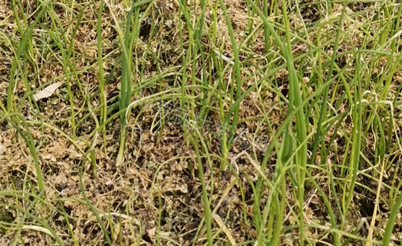 楊小剛蔥苗苗床