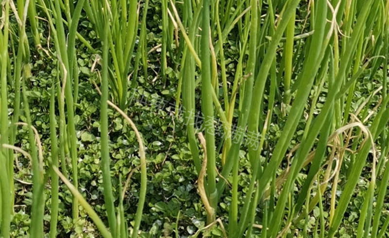 蔥苗長勢變好