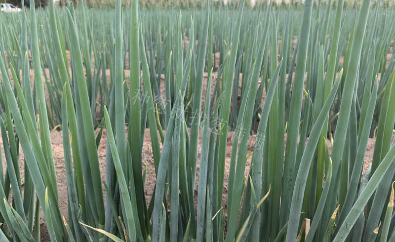 烏蘭察布用藥后