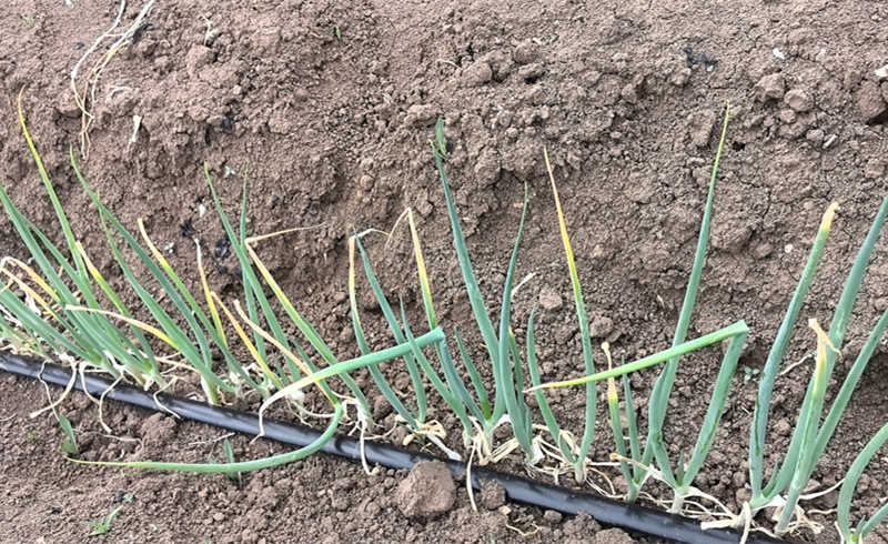 烏蘭察布唐先生