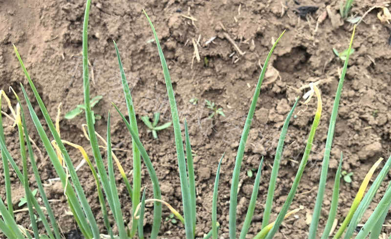 烏蘭察布唐先生實拍