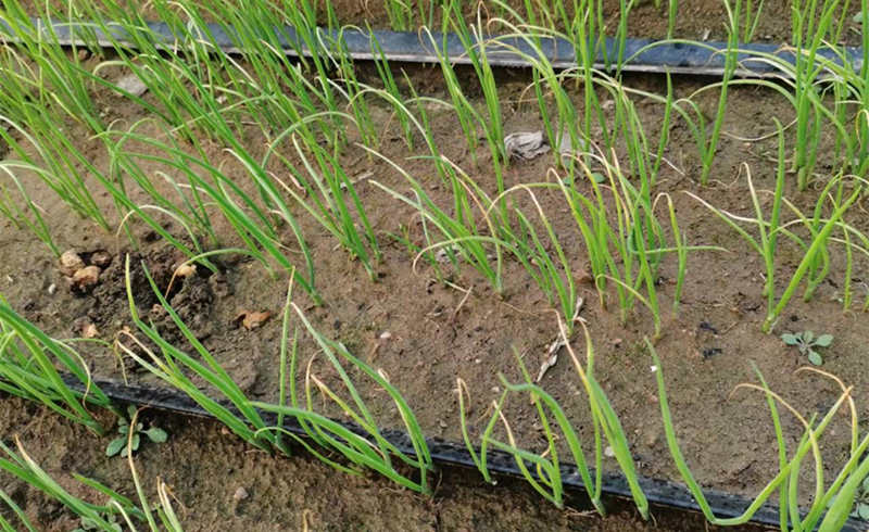 長白蔥蔥苗實拍