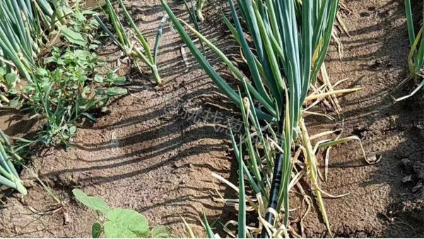 安徽阜陽中小規模種植案例