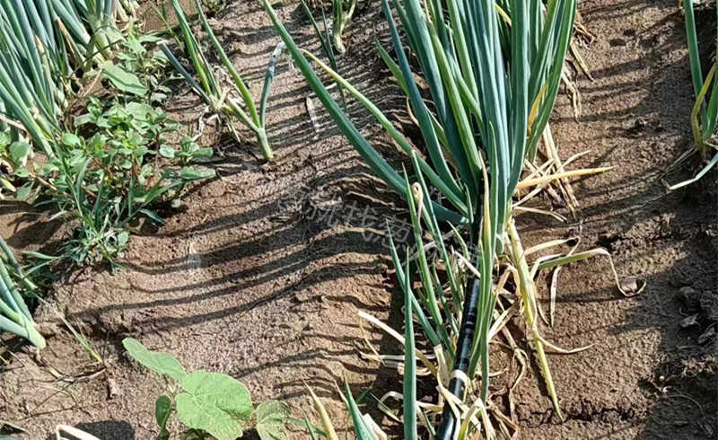 李女士蔥田實拍