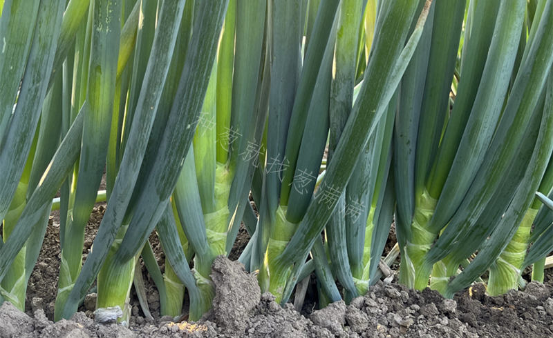 大蔥培土高度實拍