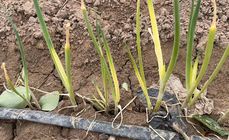 大蔥肥害