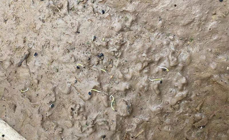 大蔥苗床濕度大出苗