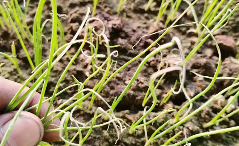 蔥苗苗床苗黃苗弱