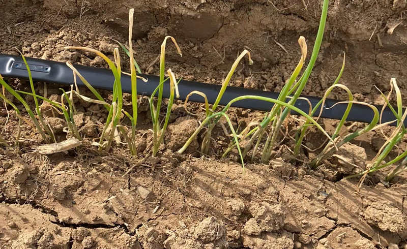 除草劑藥害圖片