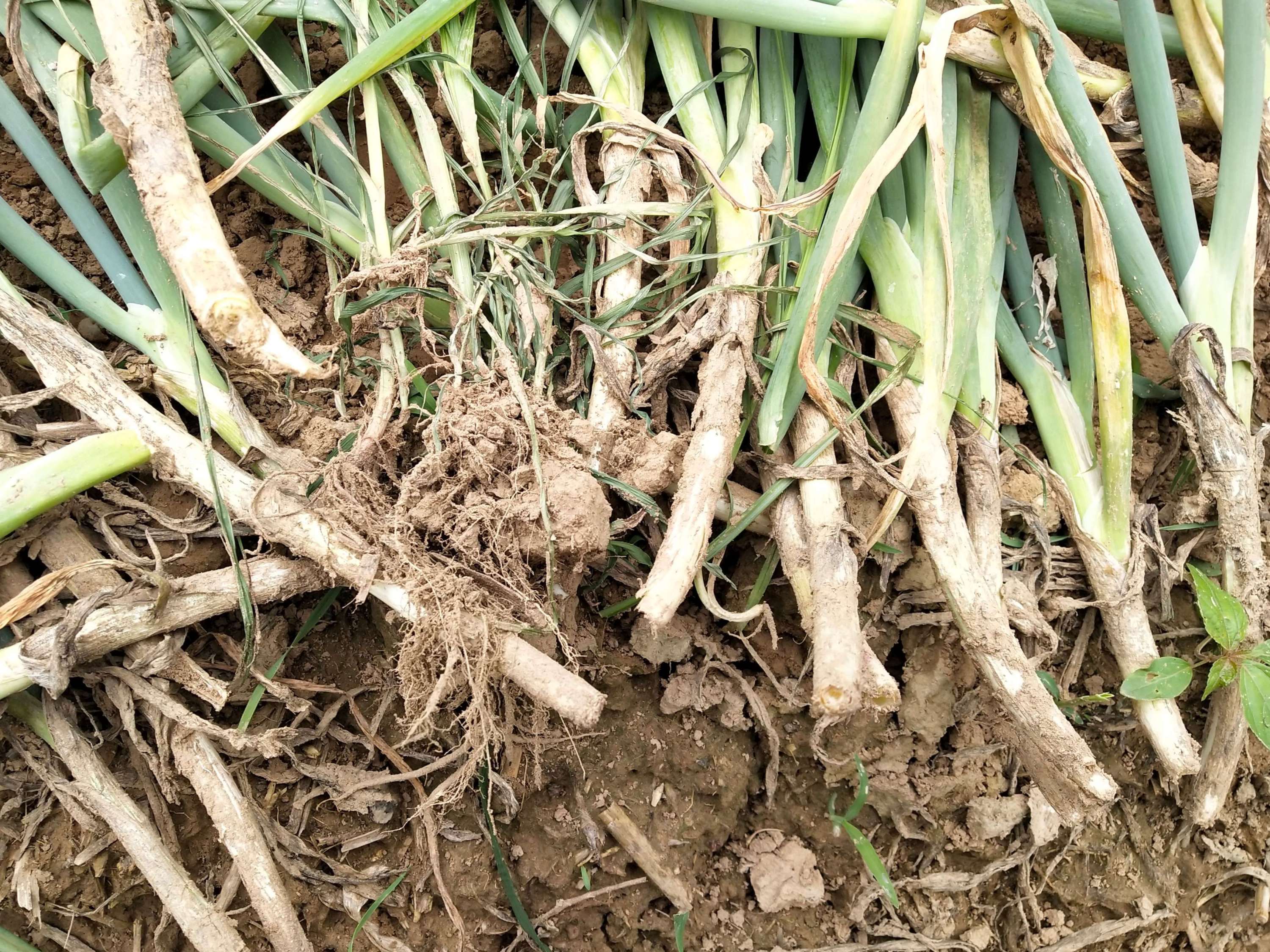 大蔥種植之大蔥爛根原因