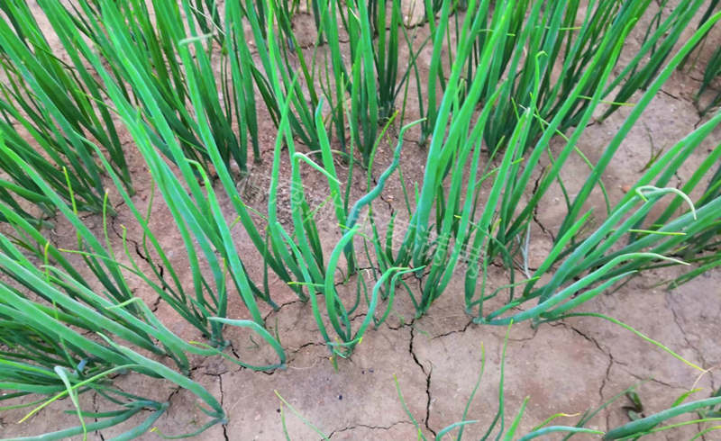 恢復(fù)健康的蔥苗