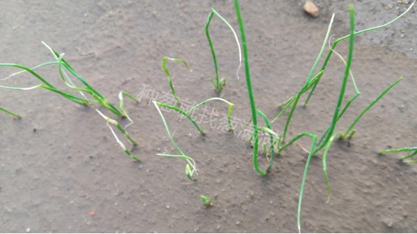 河南新野蔥苗病害防治技術指導