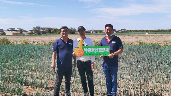 江蘇啟東200畝鋼蔥種植案例