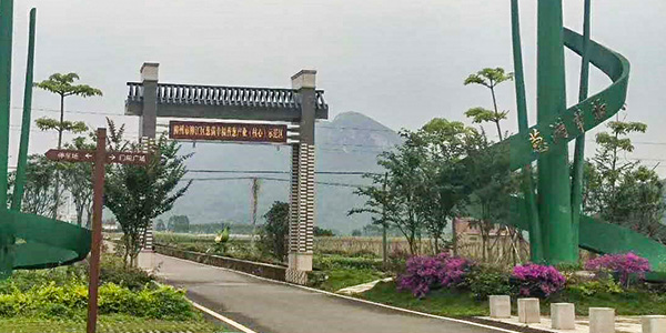 蔥滿滿走進廣西香蔥基地