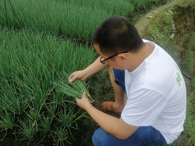 蔥滿滿走進廣西香蔥基地