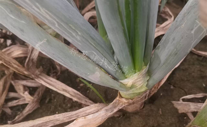 大蔥肥水失衡實拍