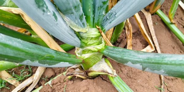 蔥滿滿關于水肥失衡對大蔥品相影響的分析