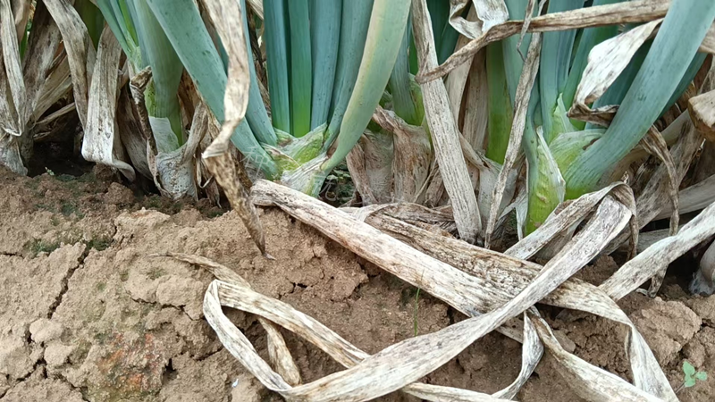 大蔥肥水失衡圖片