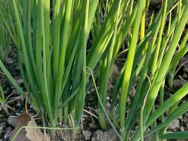 麥茬蔥什么時候育苗什么時候移栽比較合適