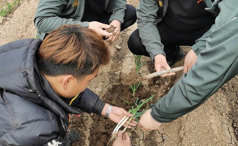 蔥滿滿技術人員為蔥友分析大蔥蟲害原因