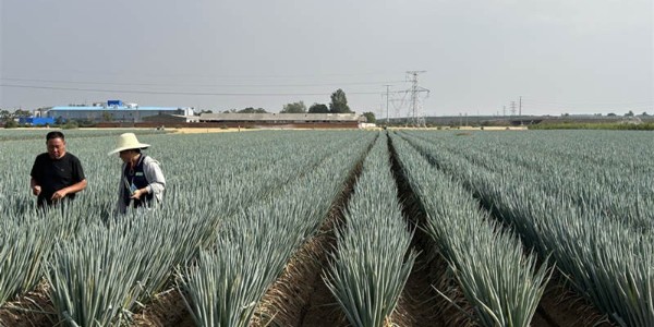 蔥滿滿線下走訪：漯河臨潁