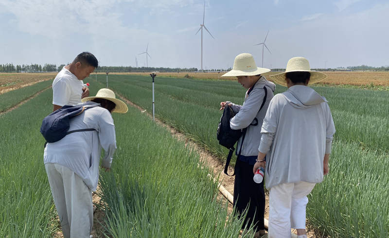 漯河張大哥大蔥