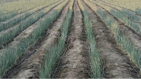 河南平頂山大蔥根腐病解決案例