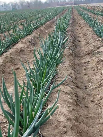 芽蔥出售