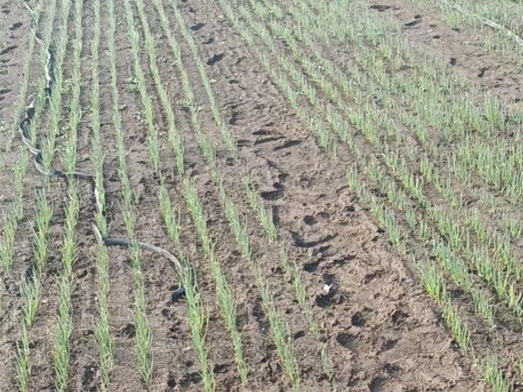 蔥滿滿大蔥種植之春播育苗管理技術要點