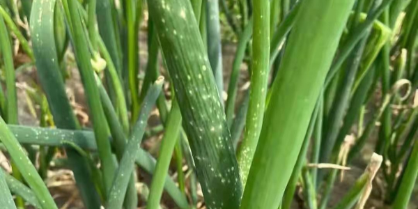 大蔥灰霉病有哪些癥狀？如何防治？