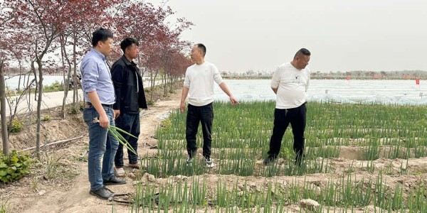 山東省種子公司來蔥滿滿洽談?wù){(diào)研