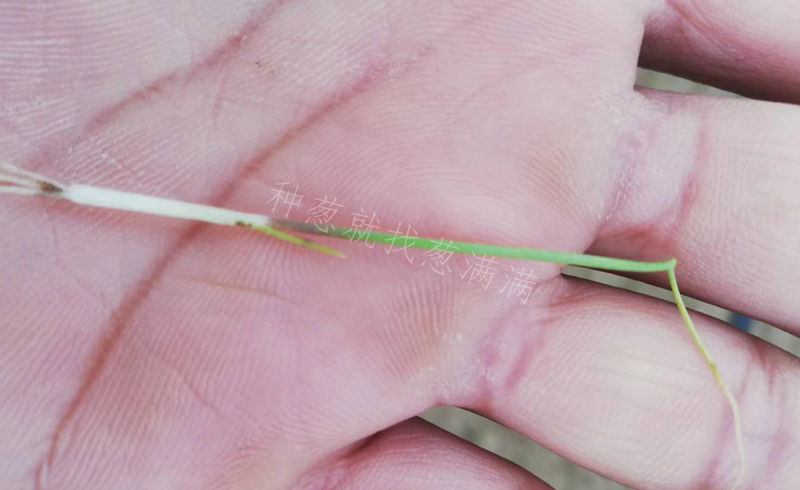 蔥苗根腐病死苗