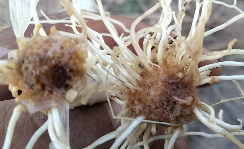 大蔥出現根腐病